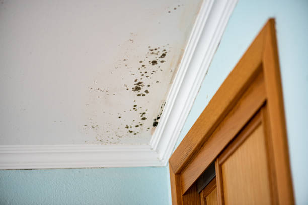 Professional Mold Removal in Green Valley, MD