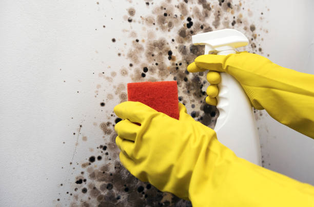 Best Fast Mold Removal  in Green Valley, MD