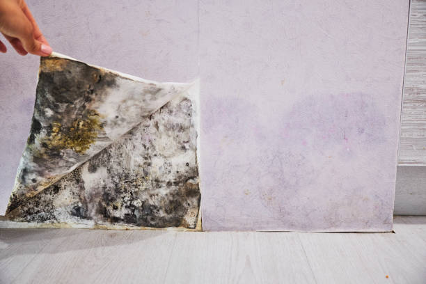 Crawl Space Mold Removal in Green Valley, MD